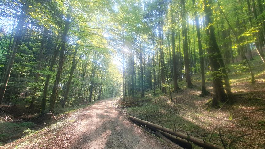 © Gabi Hemetsberger Morgenstimmung am Lichtenberg i Attergau. (Gabi Hemetsberger)