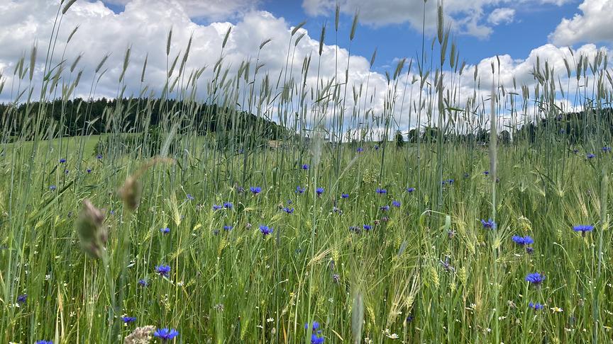 Hohes Feld mit blauen Kornblüten, im Hintergrund Wälder und ein Himmel mit bauschigem Wolken.