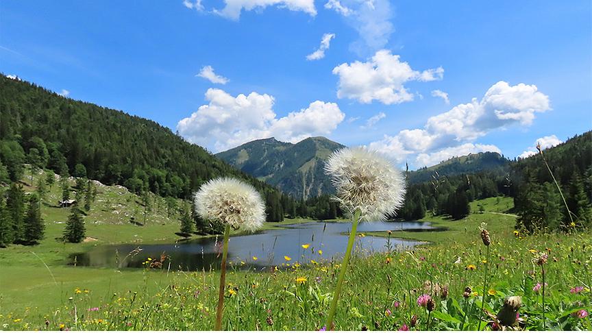Grüne Wiese mit Blumen vor einem See umgeben von Bergen mit Wäldern.