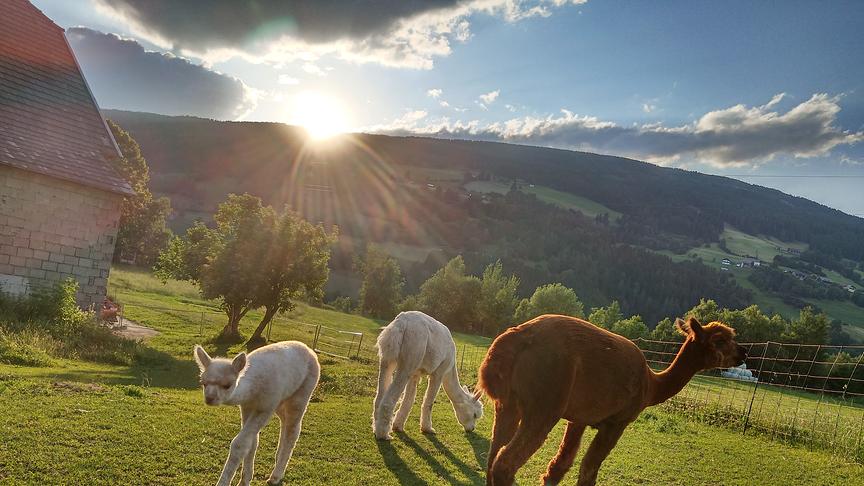 © Astrid Pichorner Die Alpakas Bella, Kaya und Jogl vom Pressingberg genießen die letzten Sonnenstrahlen des Tages. Die Sonne verschwindet hinter'm Sonnberg. (Astrid Pichorner)