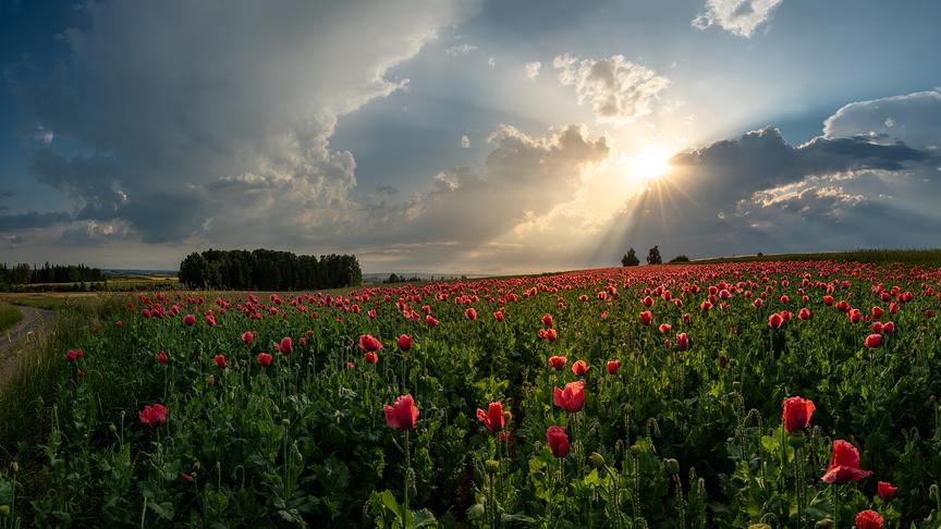 © Hubert Floh Waldviertler Mohnfeld bei Waidhofen/Thaya am Abend. (Hubert Floh)