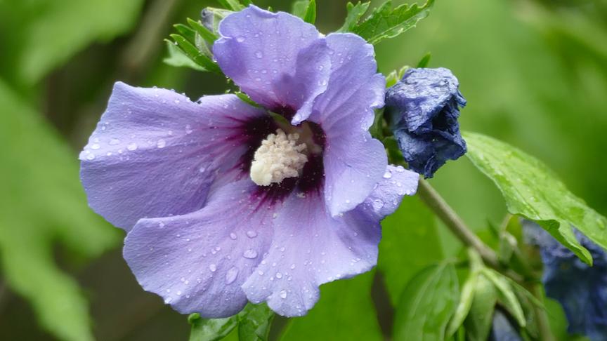 © Erwin Graf Eine violette Blume mit Regentopfen bedeckt vor verschwommenen grünem Hintergrund.