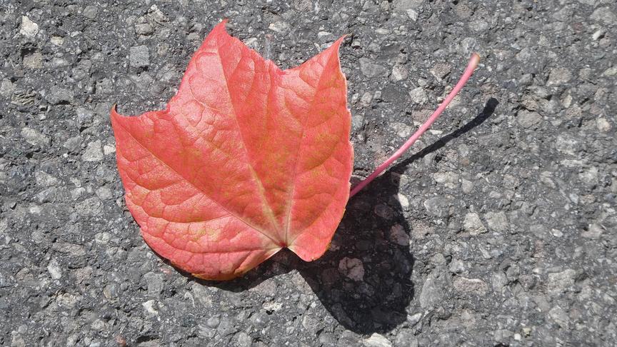 © Ferdinand Mader Es naht der Herbst. (Ferdinand Mader)