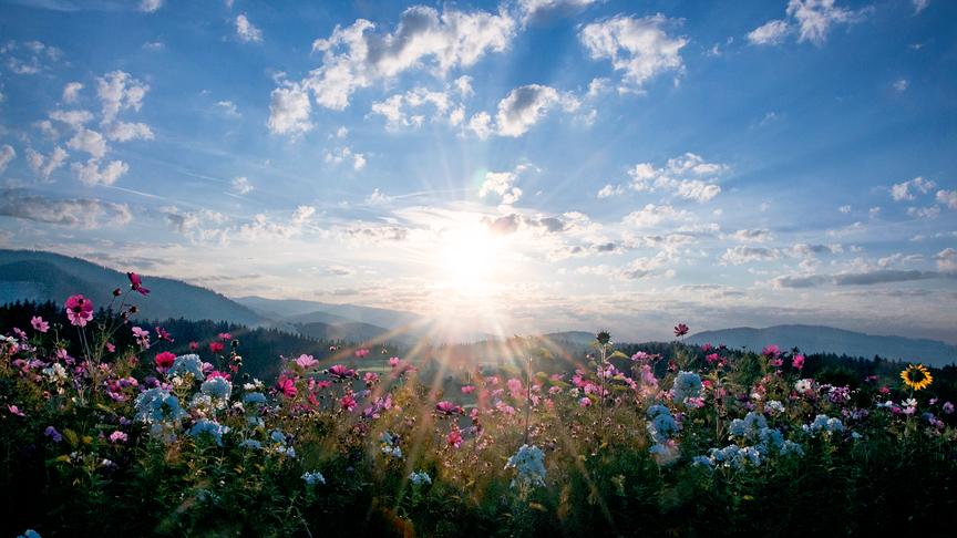 © Maria Fank Stimmungsvoller Sonnenaufgang Im Vordergrund meine kleine Blumenwiese. (Maria Fank)
