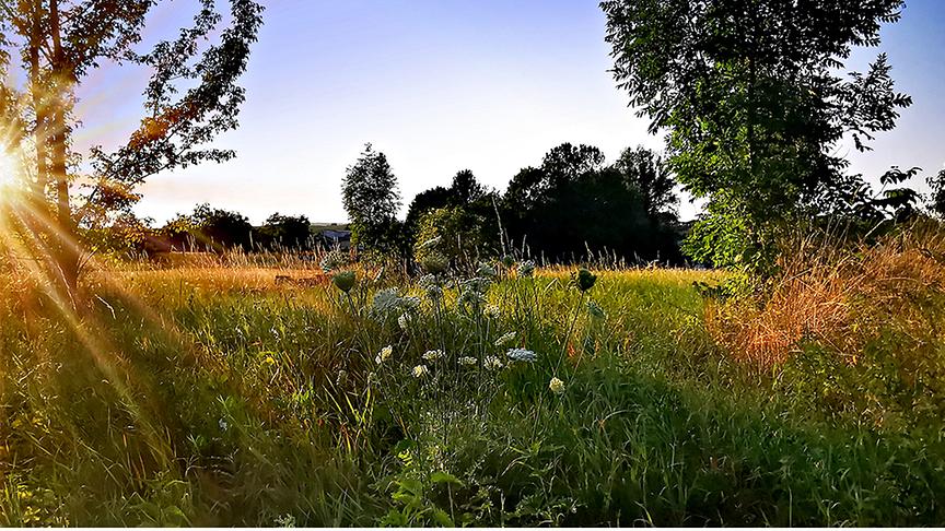 Tiefstehende Sonne taucht hohe Wiese mit Blumen und Bäumen in warmes Licht.
