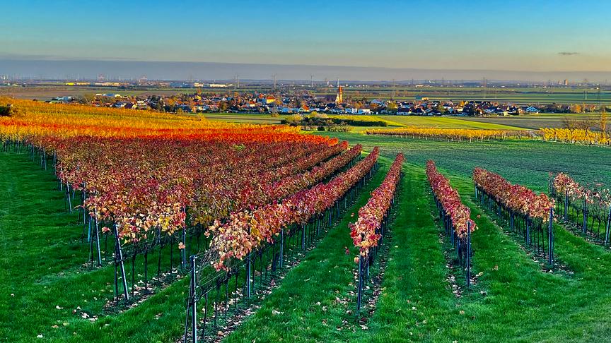 © Wolfgang Matuska Herbst in der Lage Fürstenberg / Enzersfeld im Weinviertel. (Wolfgang Matuska)