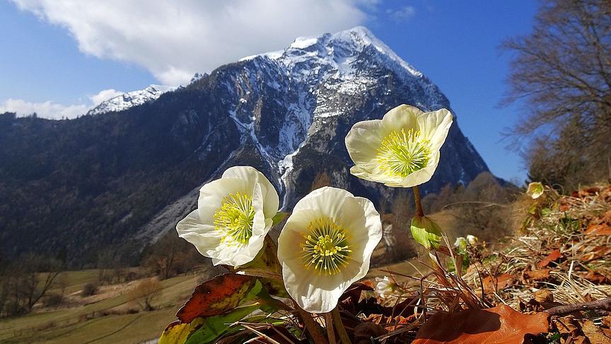Drei Schneerosen recken sich aus dem Laub der Sonne entgegen, im Hintergrund ein noch teils schneebedeckter Berg, blauer Himmel und Wolken
