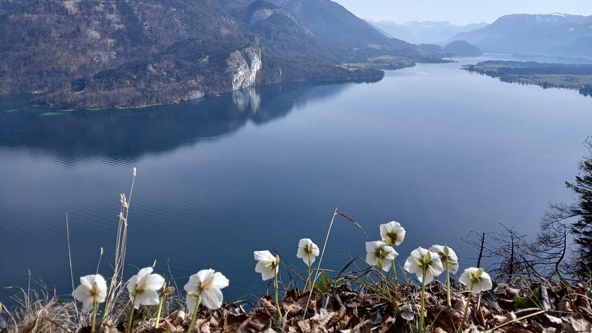 Am Rande des Abhangs richten sich Blumen in die Richtung des Ausblicks auf den Wolfgangsee, der groß und still da liegt mit Bergen im Hintergrund.