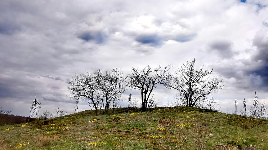 Knorrige Bäume auf einem kleinen Hügel, im Hintergrund eine dunkle Wolkenstimmung