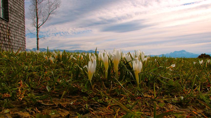 Eine Wiese mit Krokussen neben einem Holzhaus; im Hintergrund Berge und ein wolkenverhangener Himmel
