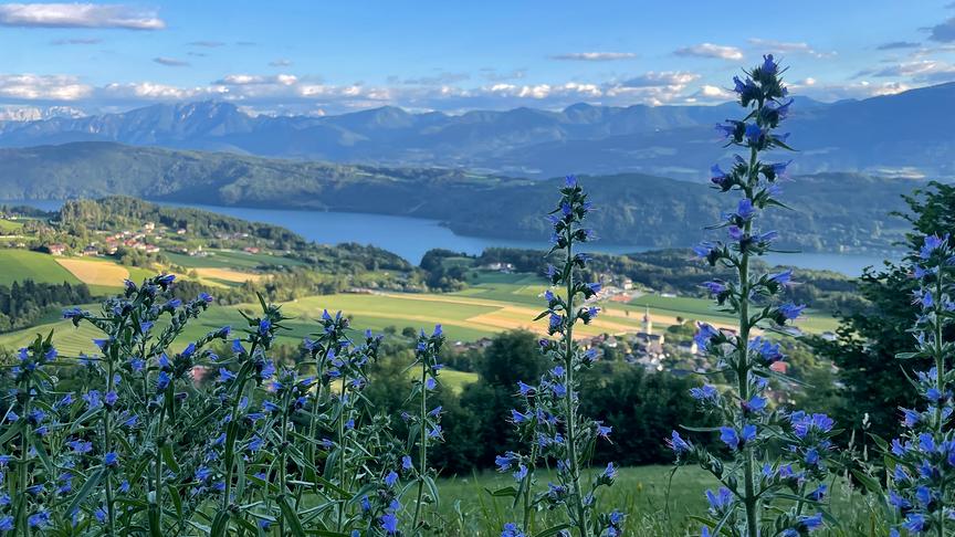 © Birgit Obweger Letzte Sonnenstrahlen genießen zwischen den Natternköpfen blitzt der Millstättersee hervor. (Birgit Obweger)
