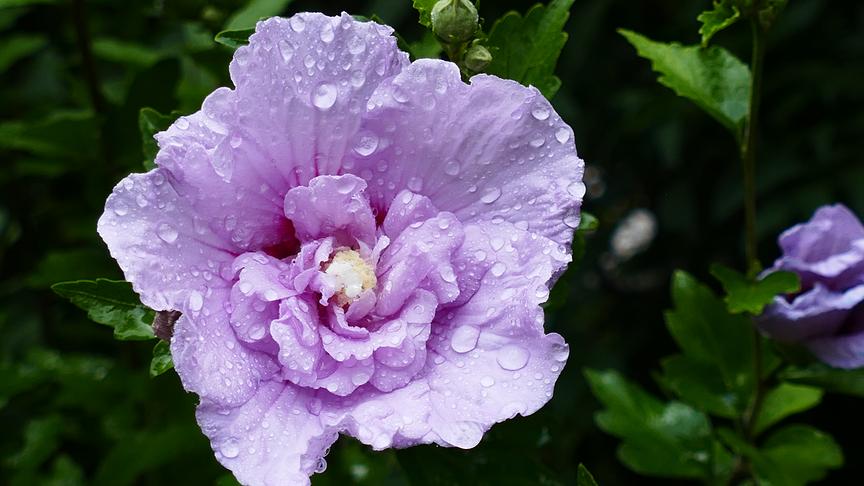 © Erwin Graf Regenwetter verzaubert die Hibiskusblüte (Erwin Graf)