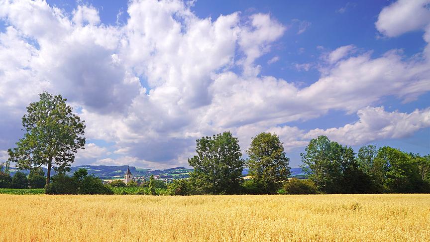 © Maria Frank Haferfeld in der Oststeiermark. (Maria Frank)