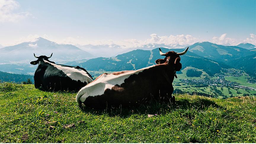 Im Vordergrund zwei Kühe liegend mit Ausblick auf ein Bergpanorama mit milchiger Atmosphäre und Wolken.