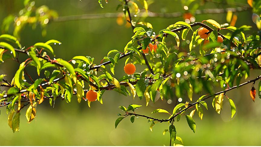 Ein Ast mit grünen Blättern und orangen Früchten, an denen Regentropfen in der Sonne glitzern.