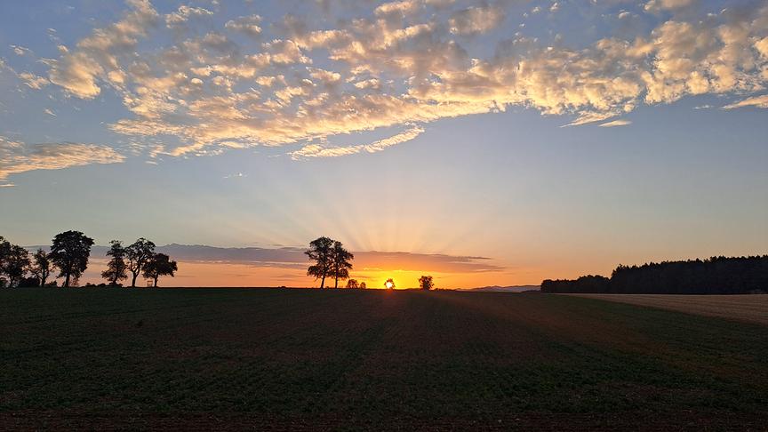 Schöner Sonnenaufgang hinter Mostbirnbäumen