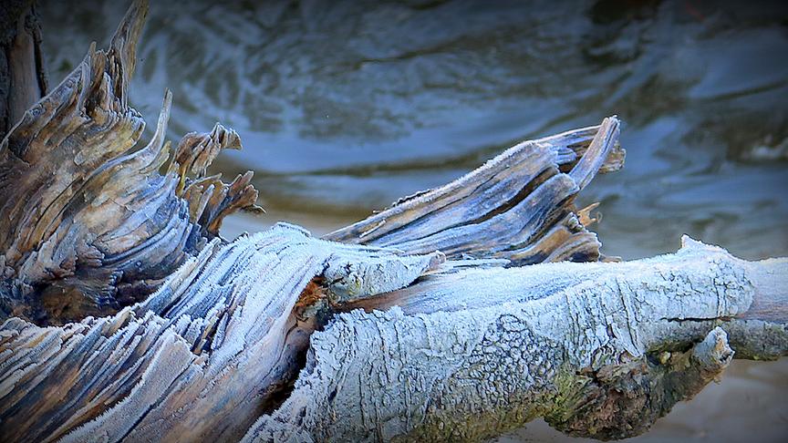 © Reinhard Weigel "Reif(ig)es Totholz" am Ufer der Enknach im Tal in Braunau am Inn im strengen Morgenfrost. (Reinhard Weigel)