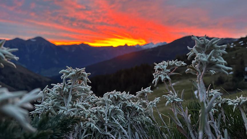 © Harald Pfeffer Morgenrot in den Bergen der Hohe Tauern (Harald Pfeffer)