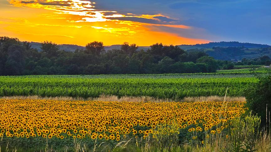 Wunderbarer Sonnenuntergang am Fuße des Heiligensteins zwischen Zöbing und Kammern - ein magischer Moment zwischen Sonnenblumen und Weingärten (Ulli Paur)