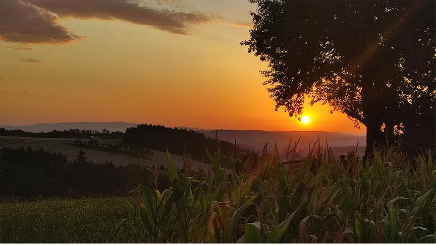 Warm-oranger Sonnenaufgang über hügeliger Landschaft mit Wald und Feldern. Am Himmel sind nur wenige Wolken zu sehen. Im Vordergrrund steht ein Mailfeld und die Äste eines Baumes umrahmen die Sonne.
