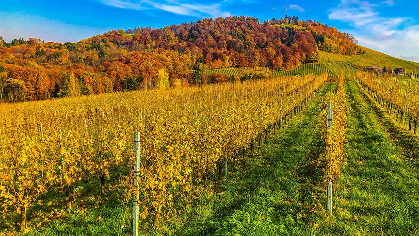 © Siegfried Schlager Farbenpracht in den Südsteir Weinberge in Gamlitz. (Siegfried Schlager)