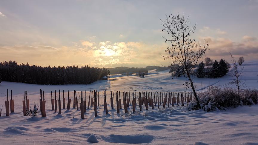 © Elisabeth Kraus Hier ist der höchste Weingarten Nö von Michael Kolm in Arbesbach zu sehen (ca 950m). Heute Nacht hatte es bis -13 Grad. (Elisabeth Kraus)