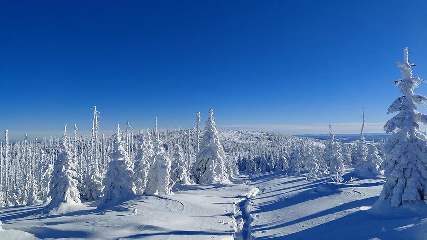 Komplett von Schnee eingepackte Bäume und Wald über denen der wolkenlose, blaue Himmel einen farbigen Kontrast bietet