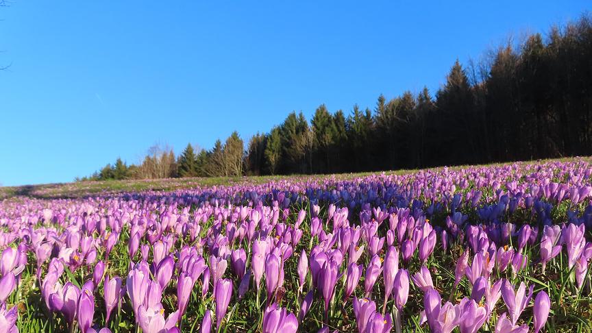 Eine Wiese überseht von violetten Krokussen vor einem Wald, darüber blauer Himmel