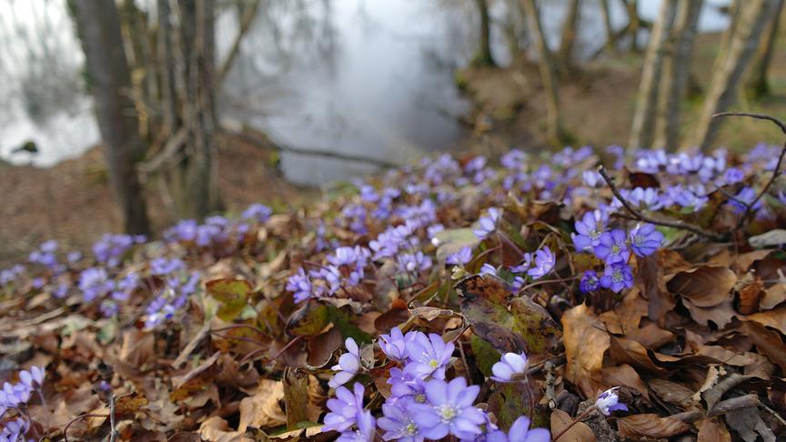 Blau-violette Blumen sprießen zahlreich aus einem Hang am Waldboden, im Hintergrund sind Bäume am Ufer eines Gewässers