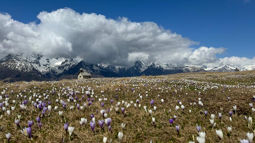 © Josef Ranacher Krokus Blüte am Glocknerblick (2050 m Seehöhe) mit Blick Richtung in die Schober Gruppe (Josef Ranacher)