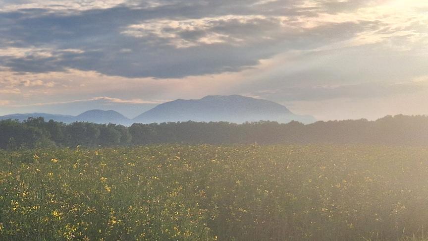 Milchig trübe Luft über einer hohen, blühenden Wiese. Im Hintergrund Berge und Sonnenschein.