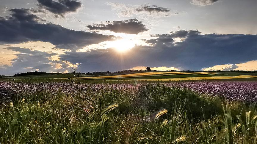 © Gerti Portisch Abendstimmung im Weinviertel (Kleinhadersdorf). (Gerti Portisch)