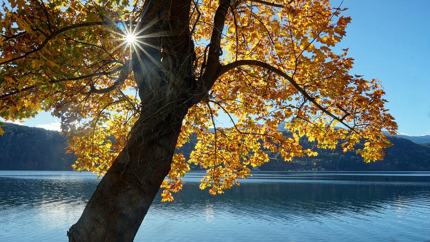 © Annelie Möser Die Sonnenstrahlen im Gegenlicht lassen die goldenen Blätter am Millstätter See wunderbar leuchten. (Annelie Möser)