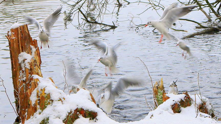 © Reinhard Weigel In der Enknach im Tal in Braunau am Inn herrscht trotz Corona starker Flugverkehr. (Reinhard Weigel)