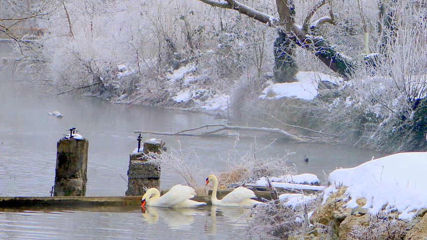 © Reinhard Weigl Schwäne im Raureif der kleinen Enknach im Erholungsgebiet im Tal in Braunau am Inn. (Reinhard Weigl)