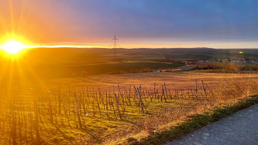 © Josef Mann Sonnenuntergang in den Goggendorfer Weinbergen. (Josef Mann)