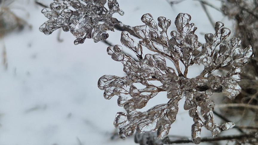 Von einzelnen Eiskugeln umschlossene Pflanze