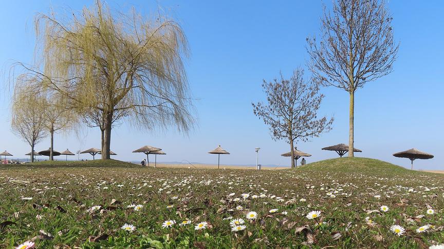 Im Vordergrund eine Wiese im Gänseblümchen, im Hintergrund Stohsonnenschirme, Bäume und eine Uferpromenade