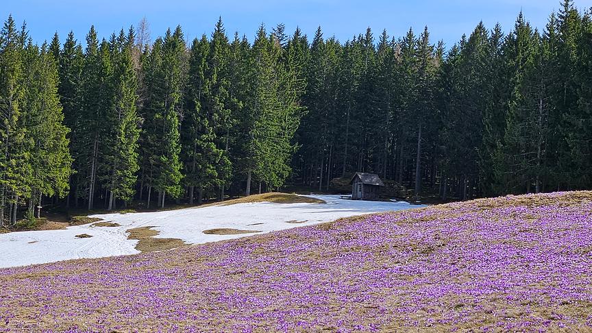 Krokusblüte nach der Schneeschmelze am Rosenkogel bei Stainz. (Gitta Jud)