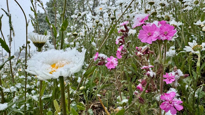 Leicht verschneite Blumenwiese