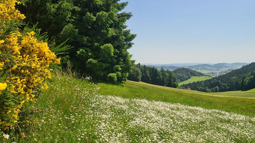 © Helga Grimps Peilstein im Mühlviertel (Helga Grimps)