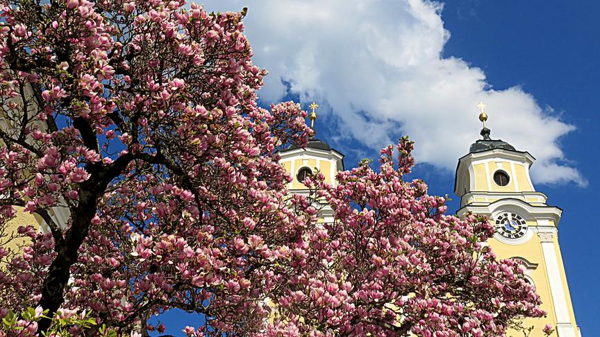 © Christa Katharina Dallinger Mondsee Kirchplatz "Magnolien Traum". (Christa Katharina Dallinger)