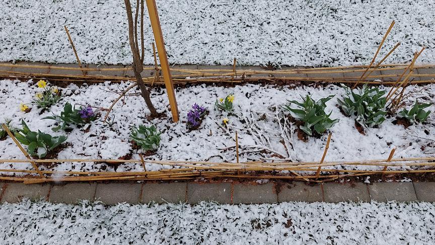 © Erika Uiberlacher Der Winter kommt zurück, ich leide mit den Blumen. (Erika Uiberlacher)