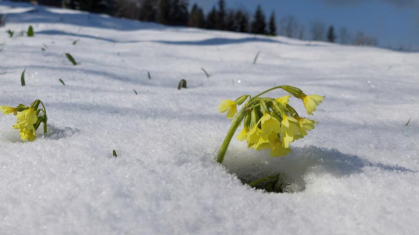 © Manfred Gasser Schnee am Bödele/Schwarzenberg. (Manfred Gasser)