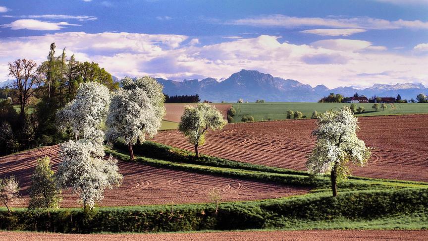 © Peter Grill Frühlingslandschaft bei Schwanenstadt. (Peter Grill)