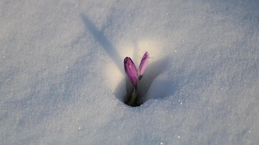 © Walter Hochfellner Die ersten Krokusse im Stubalmgebiet auf der Lipizzanerweide kommen raus. (Walter Hochfellner)