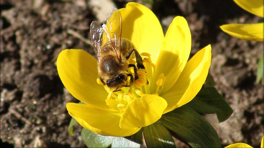 © Kurt Peter Nöhmer Das Mittagessen wird gerade abgeholt von der Biene in Treibach Althofen. (Kurt Peter Nöhmer)