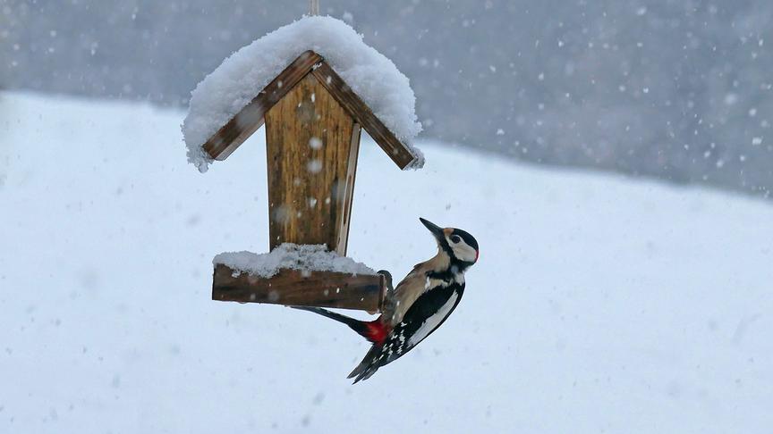© Annelie Möser Ein Buntspecht fliegt in dichtem Schneetreiben das kleine Futterhäuschen an. (Annelie Möser)