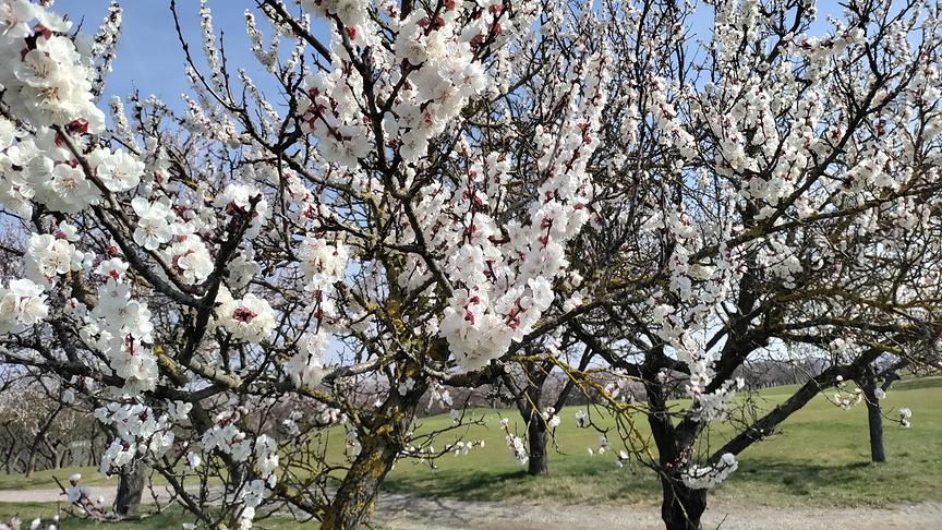Marillen Blüte am Golfplatz Poysdorf. (Ernst Fleischhart)