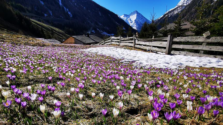 © Evelyn Grießner Tauerntal in Matrei i. Osttirol: Krokusblüte beim Matreier Tauernhaus. (Evelyn Grießner)